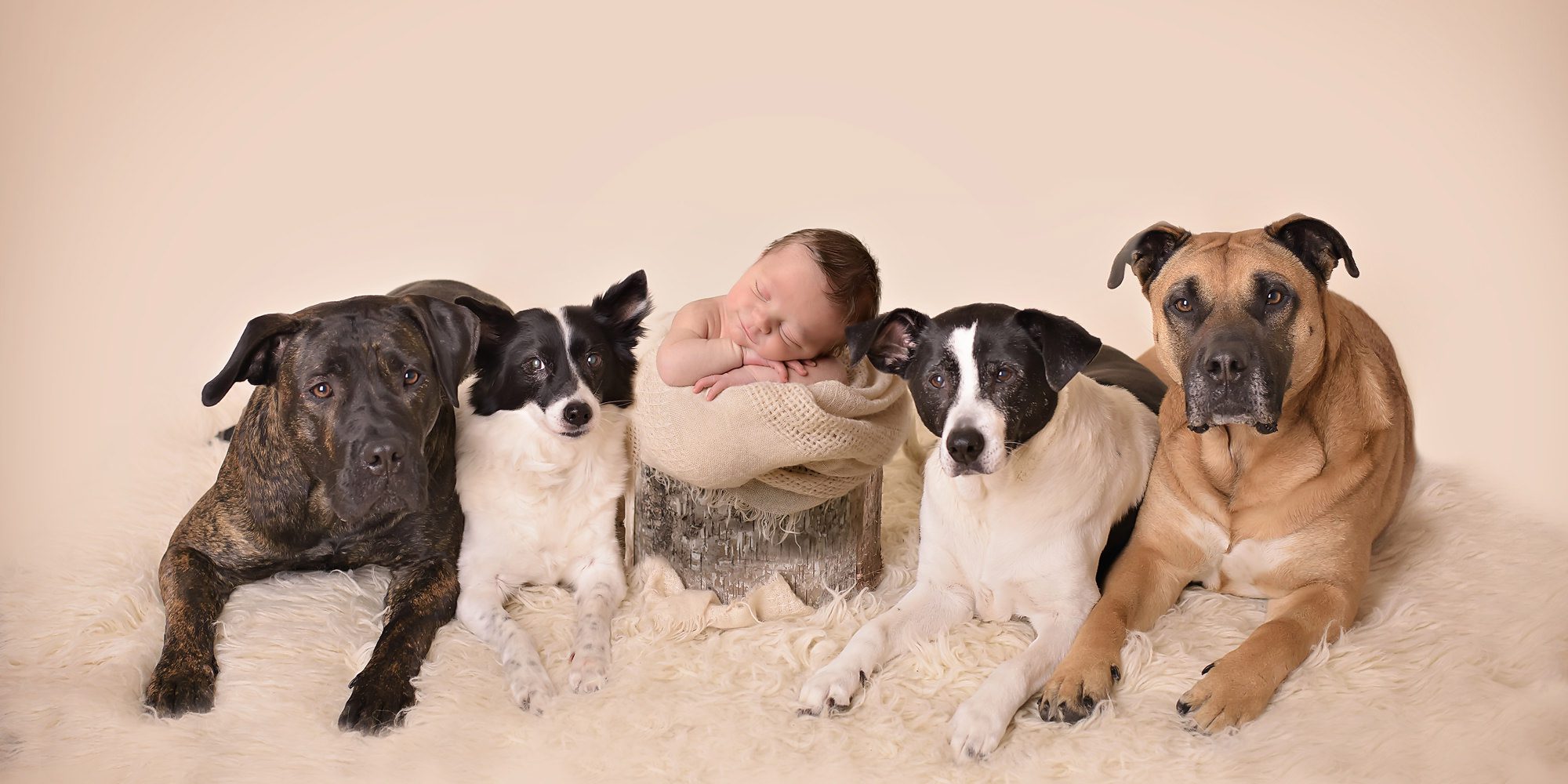 newborn boy and dogs