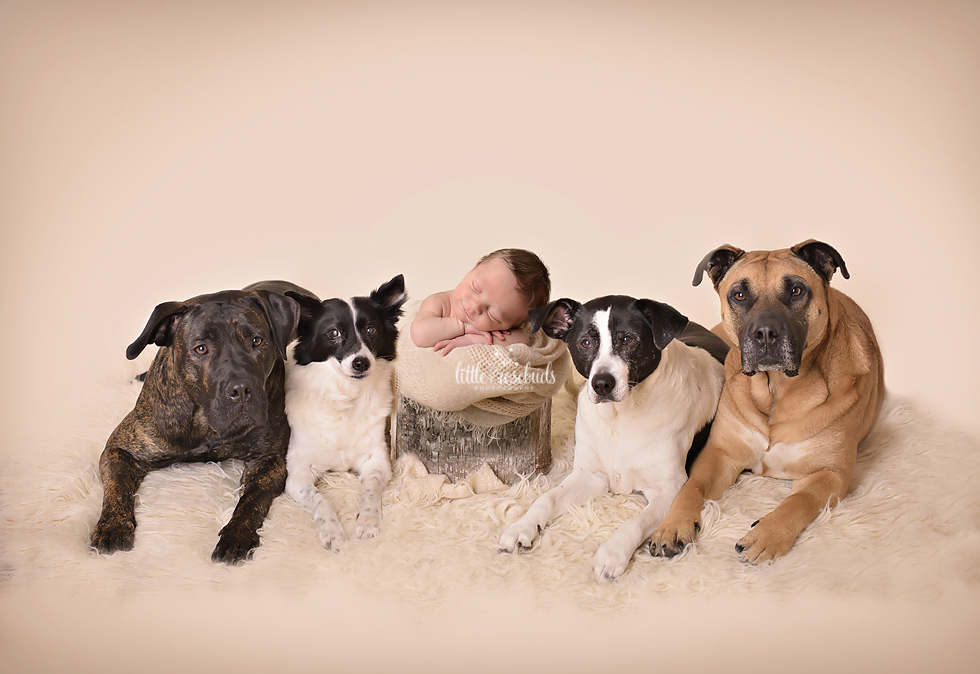 Newborn portrait with dogs